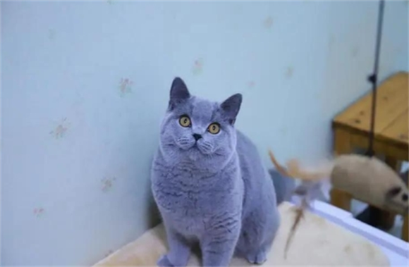 母蓝猫什么时候可以配窝