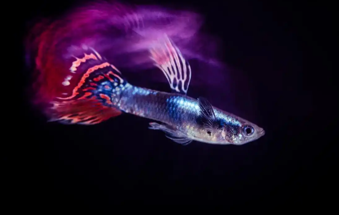 孔雀鱼苗开口食喂什么好一点 孔雀鱼苗开口食喂什么好一点