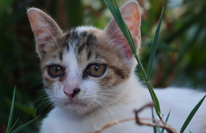 猫咪打疫苗之前可以吃应激药么