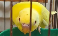 虎皮鹦鹉红眼的好吗