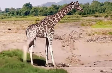 刚出生的长颈鹿多高