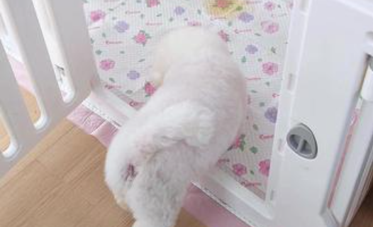 COCOYO狗狗尿垫有必要买吗 COCOYO狗狗尿垫有必要买吗
