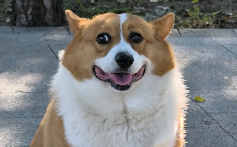 狗狗来大姨妈第几天怀孕最佳