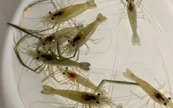 淡水虾适合什么温度 淡水虾适合什么温度