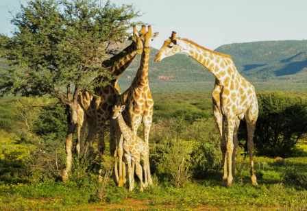 长颈鹿的身体结构 长颈鹿的身体结构