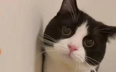 猫咪每天晚上叫唤是什么原因