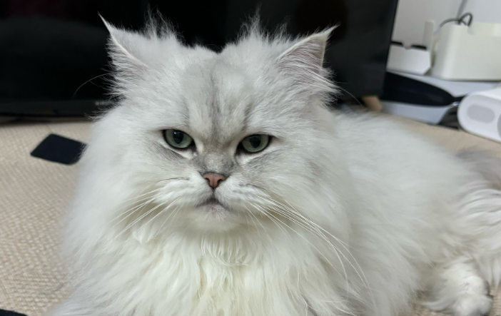 猫毛过敏鼻炎怎么缓解