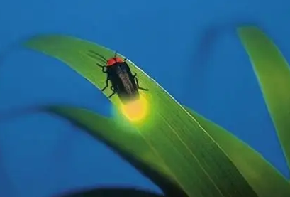萤火虫最爱吃什么 萤火虫最爱吃什么