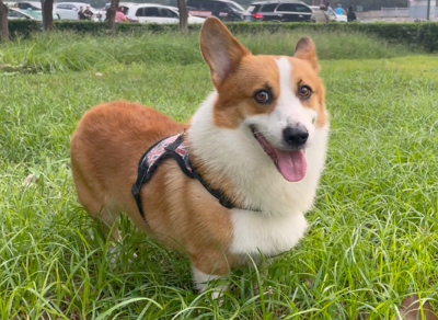 怎么判断柯基吃没吃饱 怎么判断柯基吃没吃饱