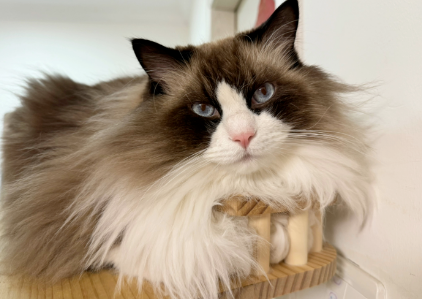 猫咪每天夜里叫个不停