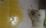 狗呕吐黄色泡沫怎么回事