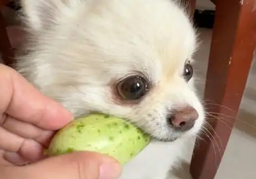 二个月小狗可以吃的蔬菜有哪些