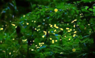 天台山露营看萤火虫