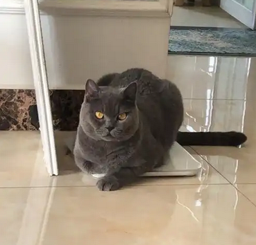 成年蓝猫多久适应新主人