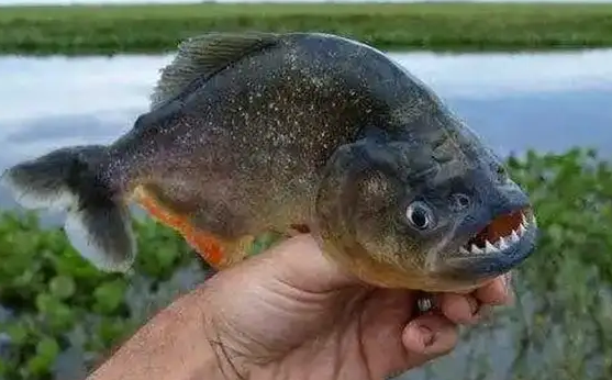 真有食人鱼吗?