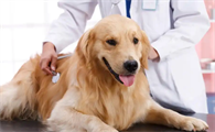 犬尿血的原因和治疗