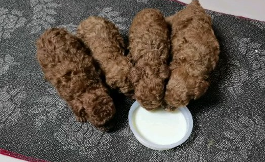 泰迪可以喝旺仔牛奶吗
