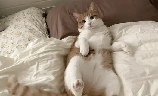 猫咪睡床上会有细菌吗