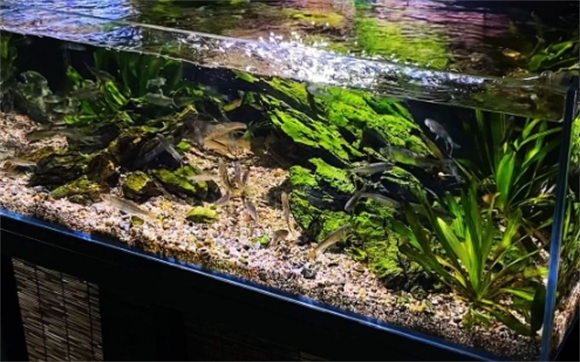 Natural Color生态缸和溪流缸有什么区别