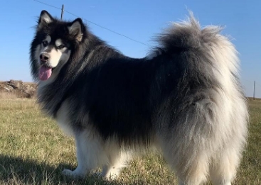 阿拉斯加犬多大可以遛