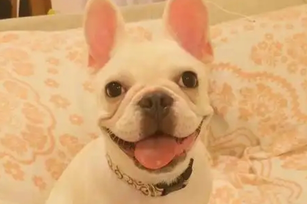 法斗犬可以吃萝卜吗