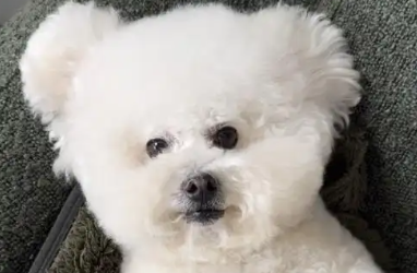 狗狗可以喂米饭