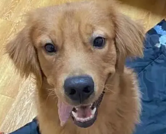 犬瘟热狗狗死亡之前的表现