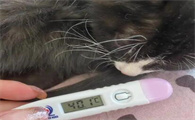 猫退烧后多久吃喝正常