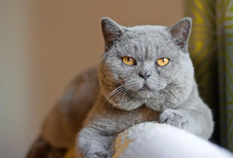 猫咪呕吐物里有虫子是什么原因