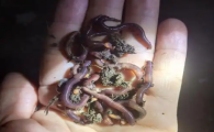 蚯蚓的呼吸方式