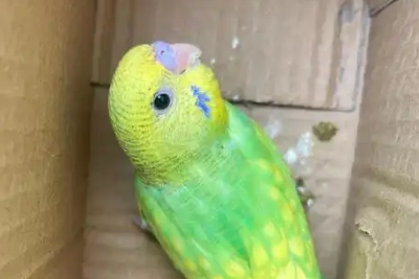 虎皮鹦鹉可以单养吗
