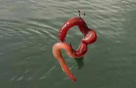 家里有蚯蚓怎么办
