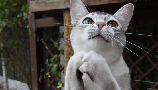 波米拉猫:一只迷人的猫咪! 波米拉猫:一只迷人的猫咪!