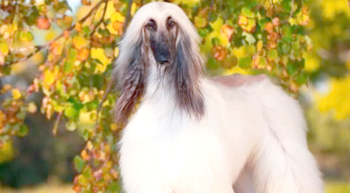 阿富汗猎犬价格及挑选指南！挑选