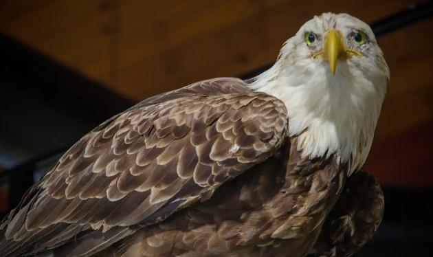 老鹰有多少只 老鹰有多少只