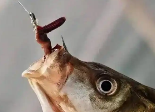 咸水鱼吃蚯蚓吗