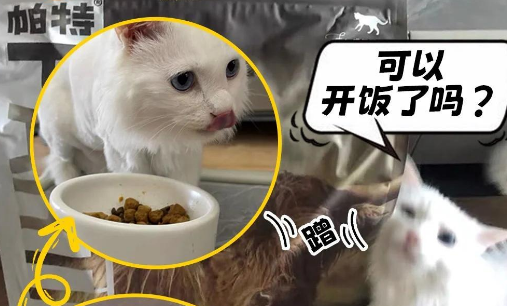 帕特猫粮:猫咪的健康美味之选 帕特猫粮:猫咪的健康美味之选