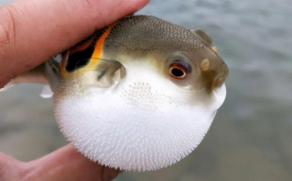 河豚是河豚哪里有毒?