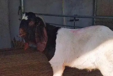 如何饲养波尔山羊 如何饲养波尔山羊