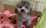 狗狗61天没奶水还没生