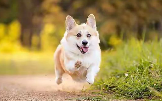 威尔斯柯基犬的小短腿趣闻，你知道吗？