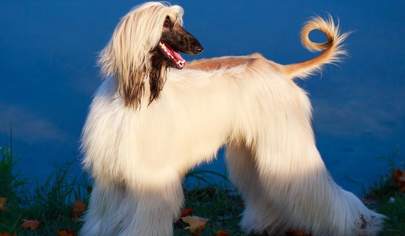狗中贵族阿富汗猎犬：最古老的猎犬犬种之一！