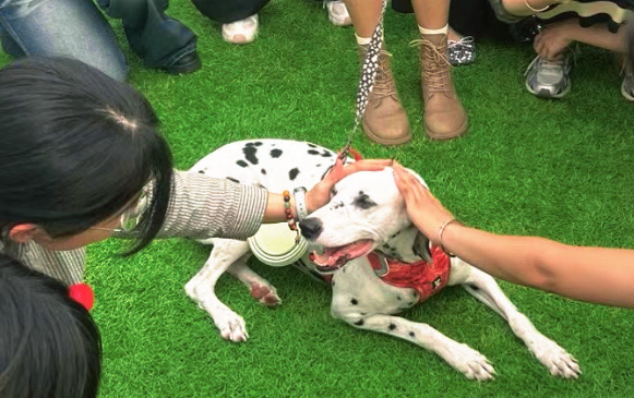 宠物消费持续火热,“它经济”催生新业态 宠物消费持续火热,“它经济”催生新业态