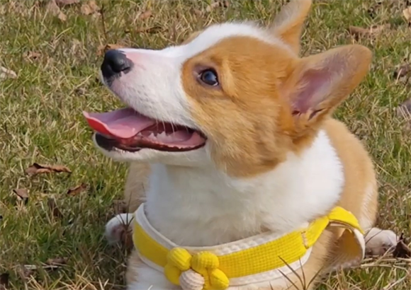 柯基犬怎么训练上厕所教程