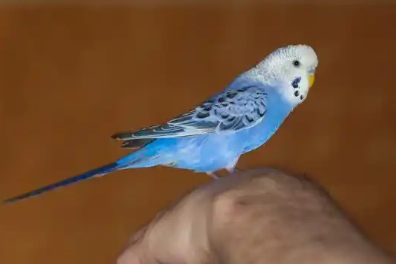 虎皮鹦鹉冬季怎样保暖