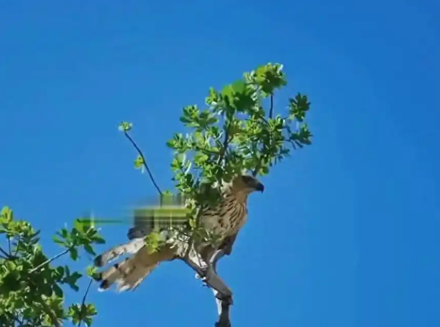 老鹰想偷袭小鸡!母亲为了保护孩子,把老鹰逼到了死角! 老鹰想偷袭小鸡!母亲为了保护孩子,把老鹰逼到了死角!