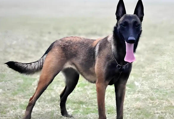 马犬好养吗？怎么养？