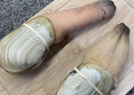象拔蚌生吃怎么处理