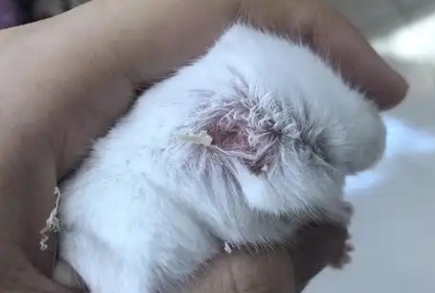 仓鼠内伤了要吃什么药