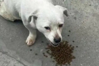 幼犬过度饥饿的表现